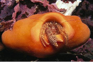 《合金装备3：重制版》新预告 确认8月28日发售